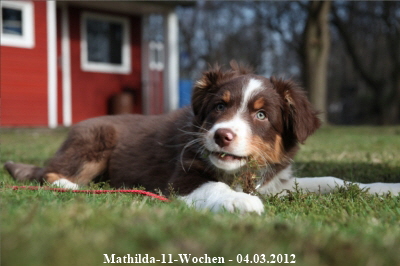 Mathilda-11-Wochen - 2012-03-03-4
