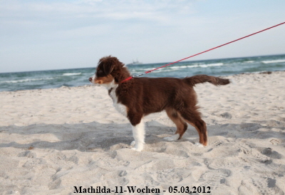 Mathilda-11-Wochen - 2012-03-05-4